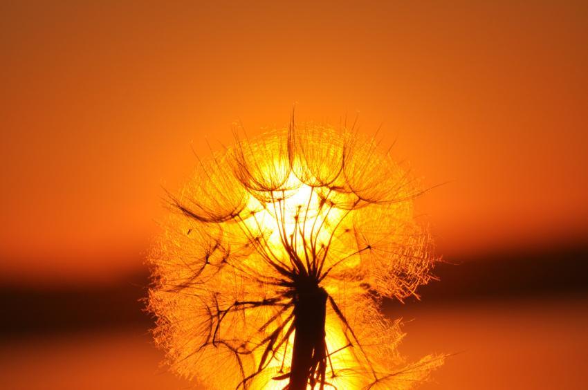 sunset, dandelion