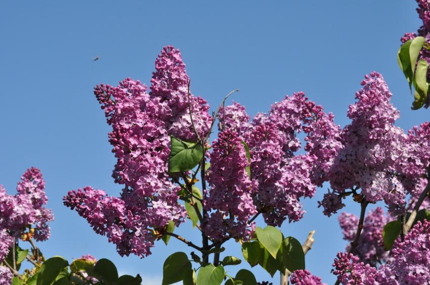 blooming lilac