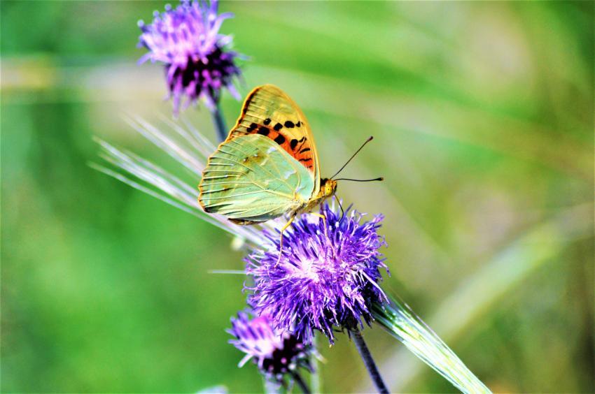 butterfly on a purple flower