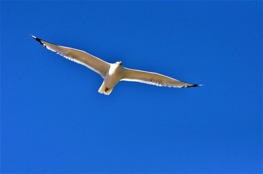 seagull in flight