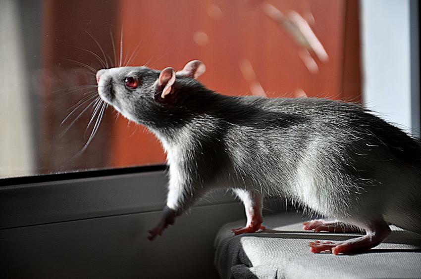 mouse looks out the window