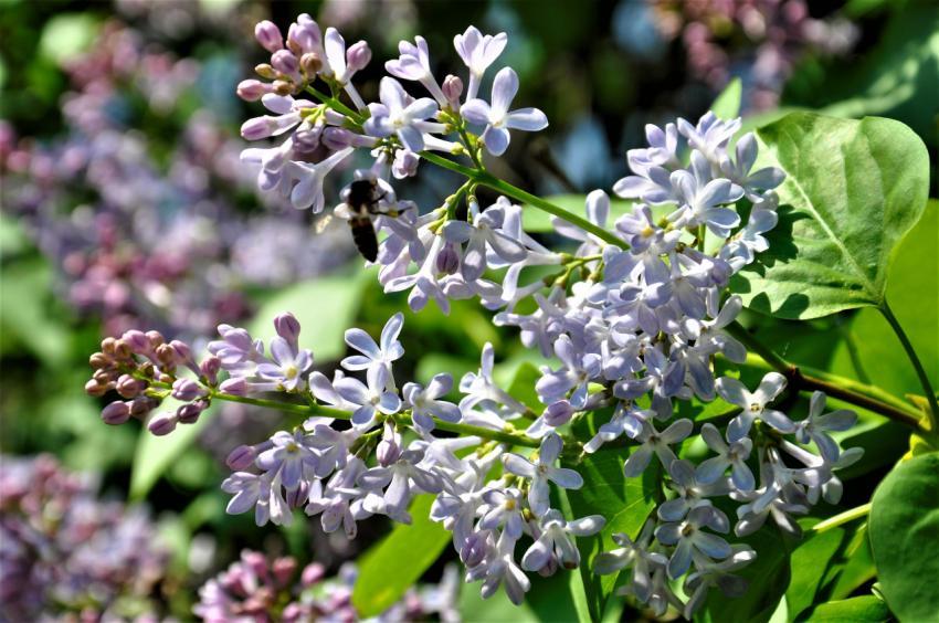 lilac
