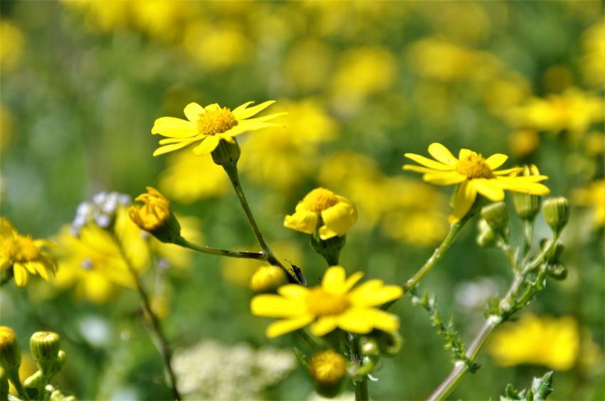 yellow flowers