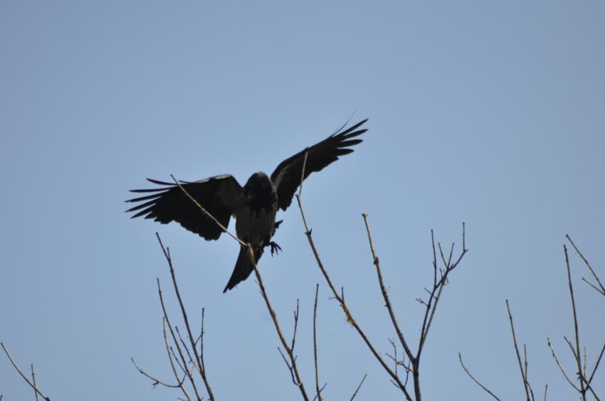 raven over branches
