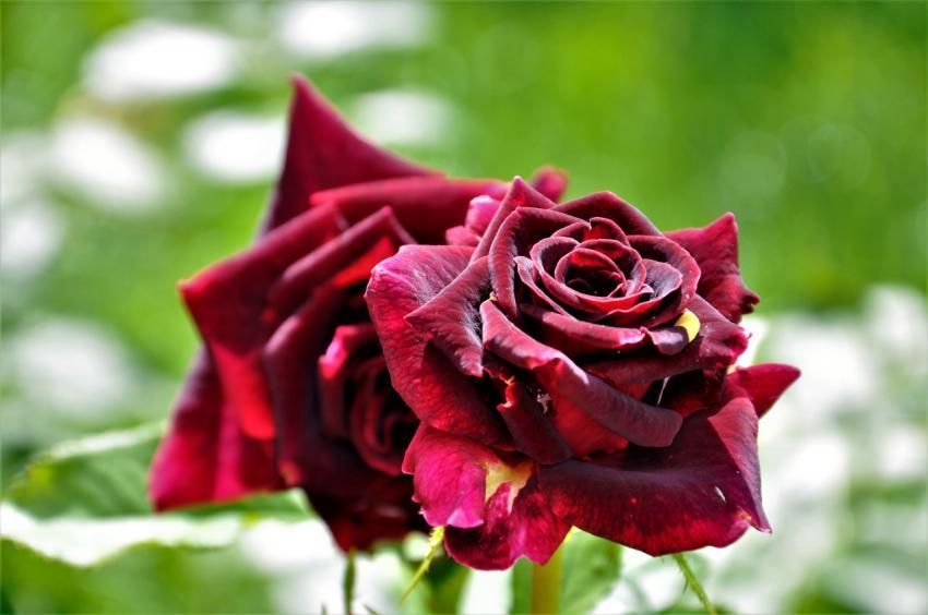 Red Rose