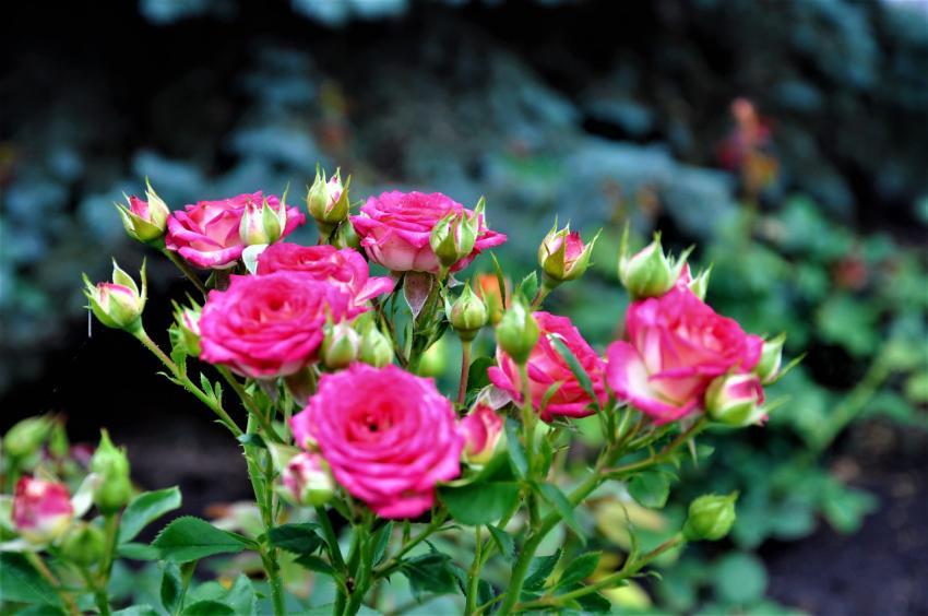 pink roses