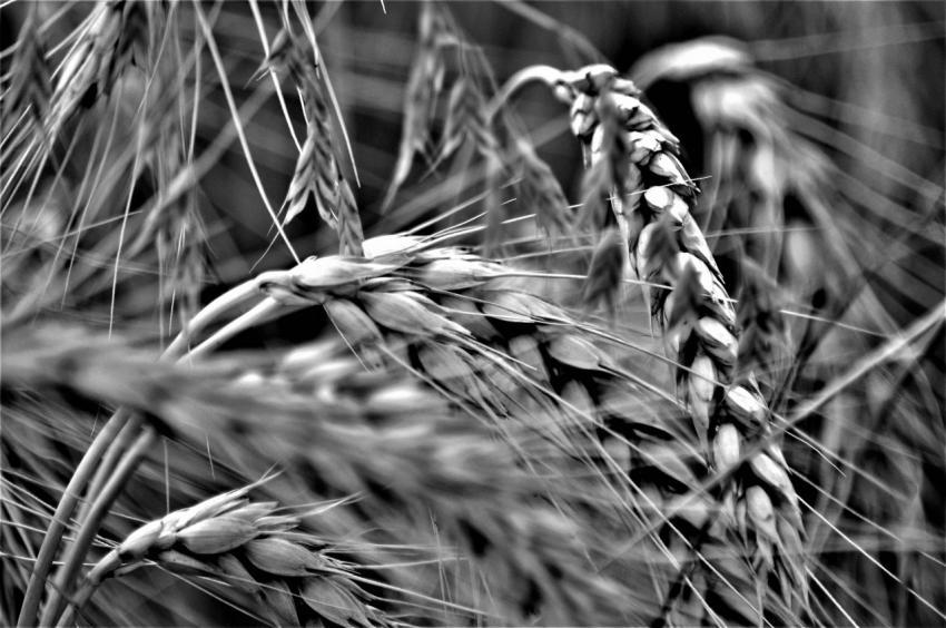 wheat ears