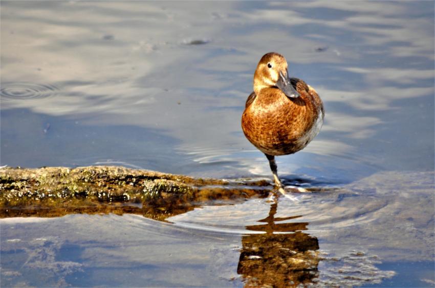Duck stands on one leg