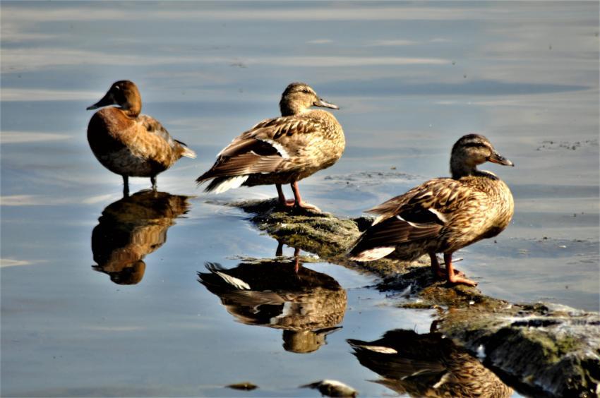 Three ducks near the water