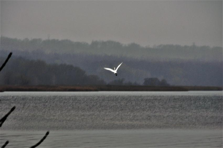 bird over water