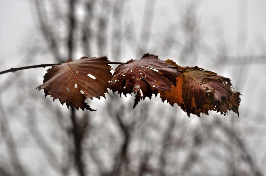 withered leaves