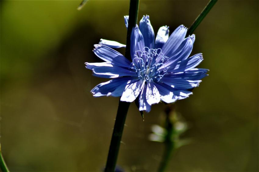 blue flower closeup