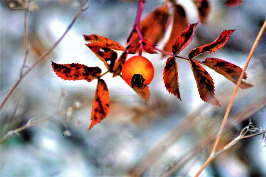 orange berry