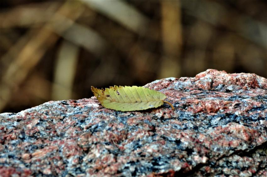 leaf on stone