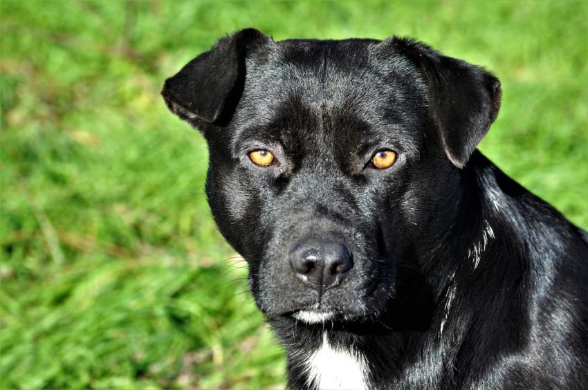 dog on green background