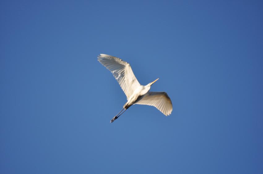 bird in the sky