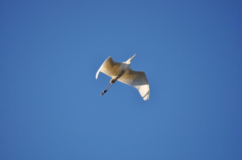 bird in the sky