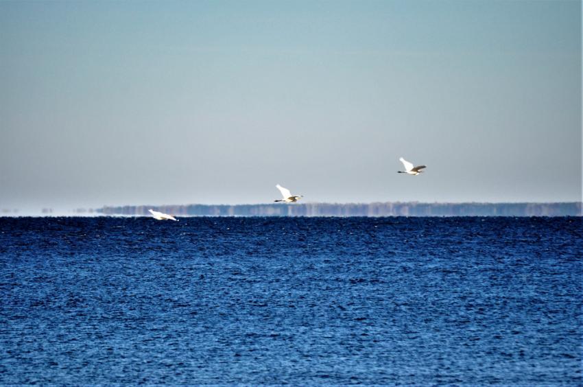 three birds over water