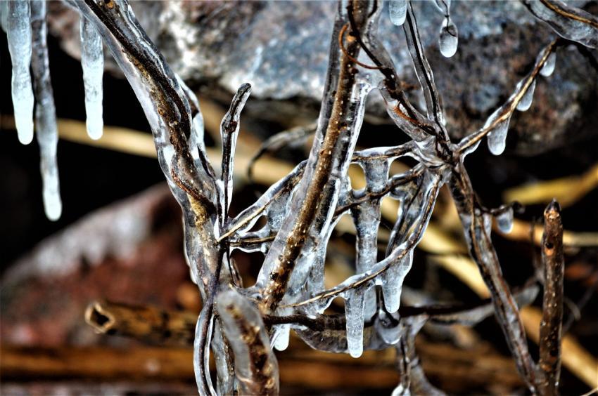 branches in ice