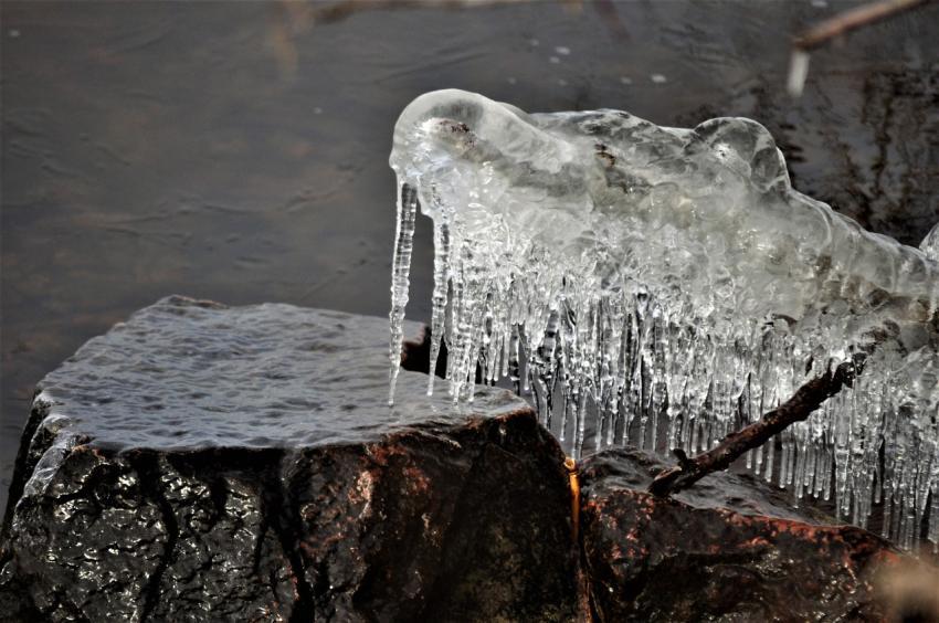 frozen branch