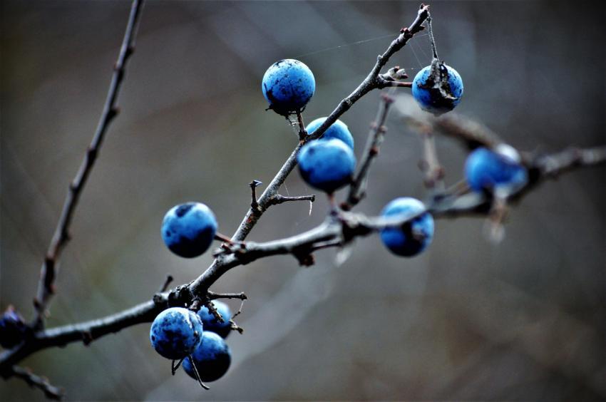 Berries on a branch close-up
