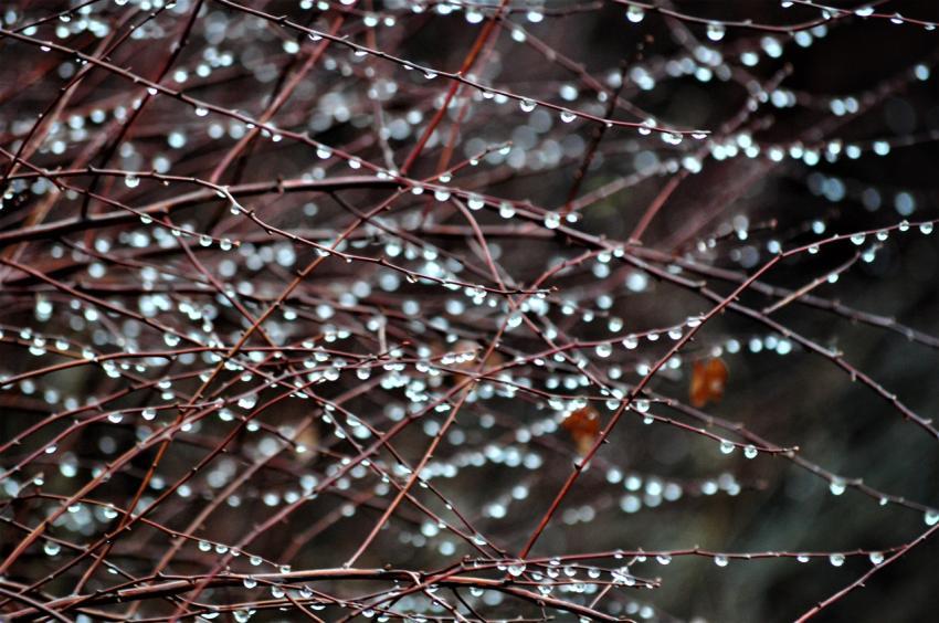 winter bush
