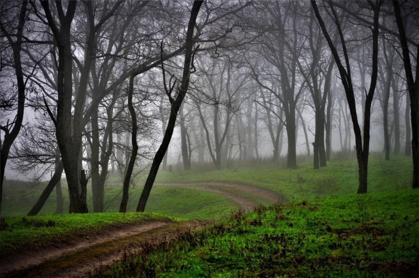 path in the forest