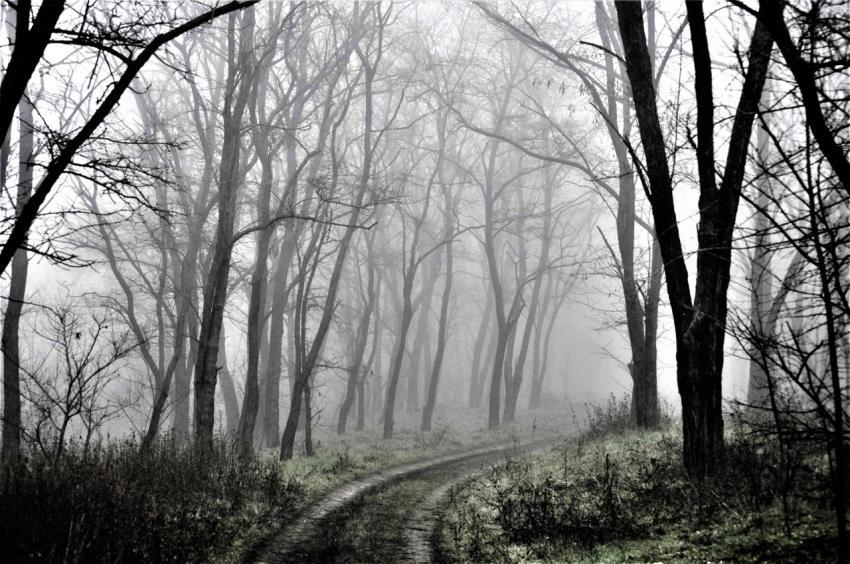 path in the forest