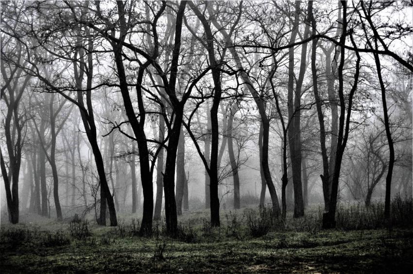 dark forest
