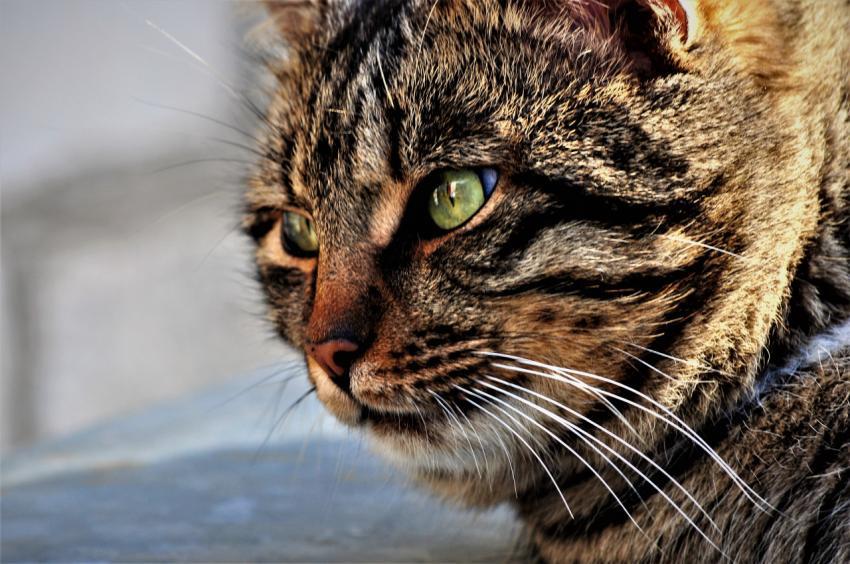 cat close up
