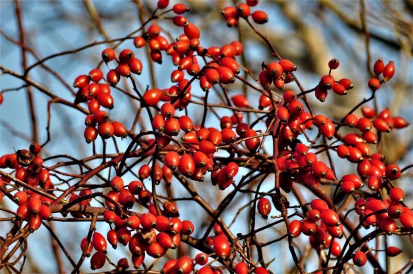 red berries