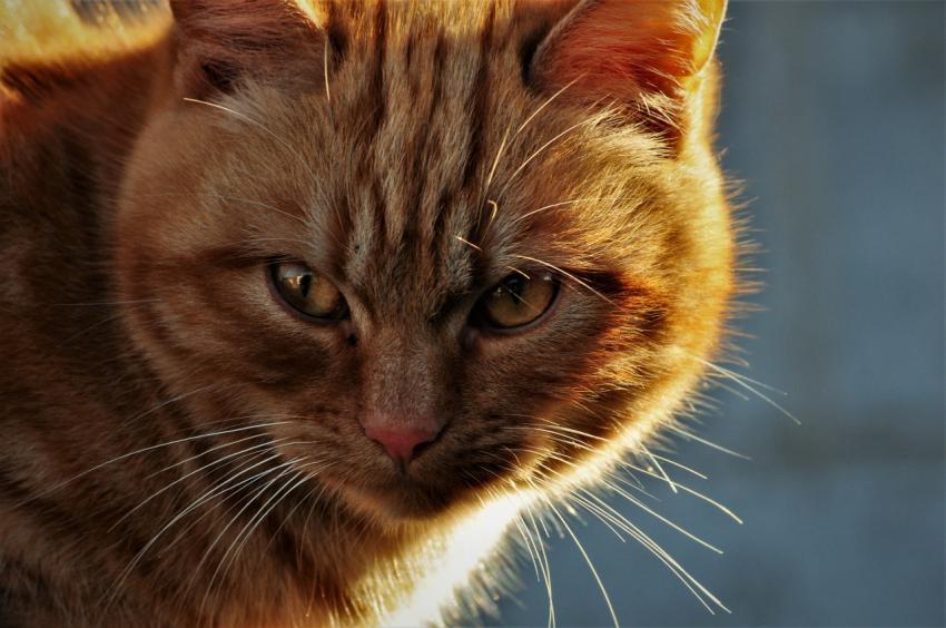cat close up