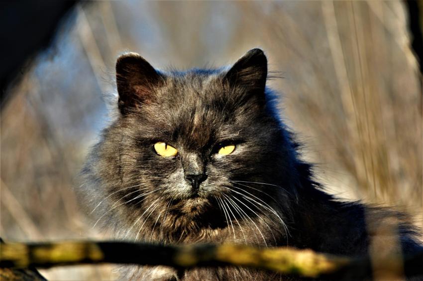Serious cat
