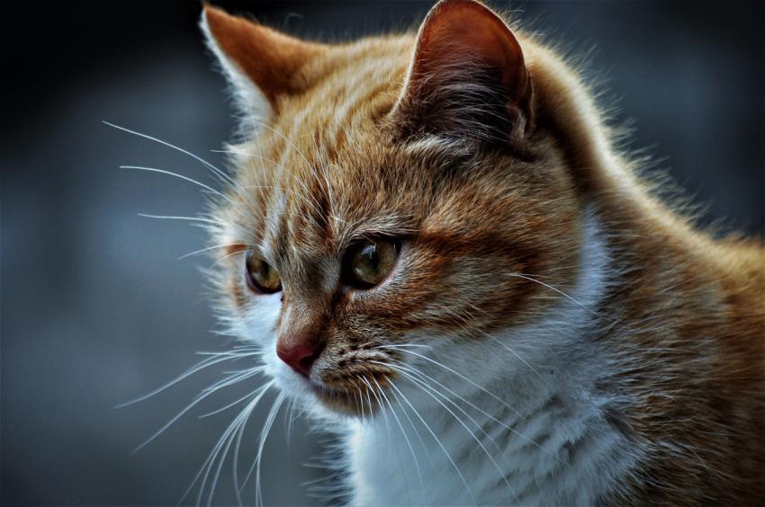 Kitty