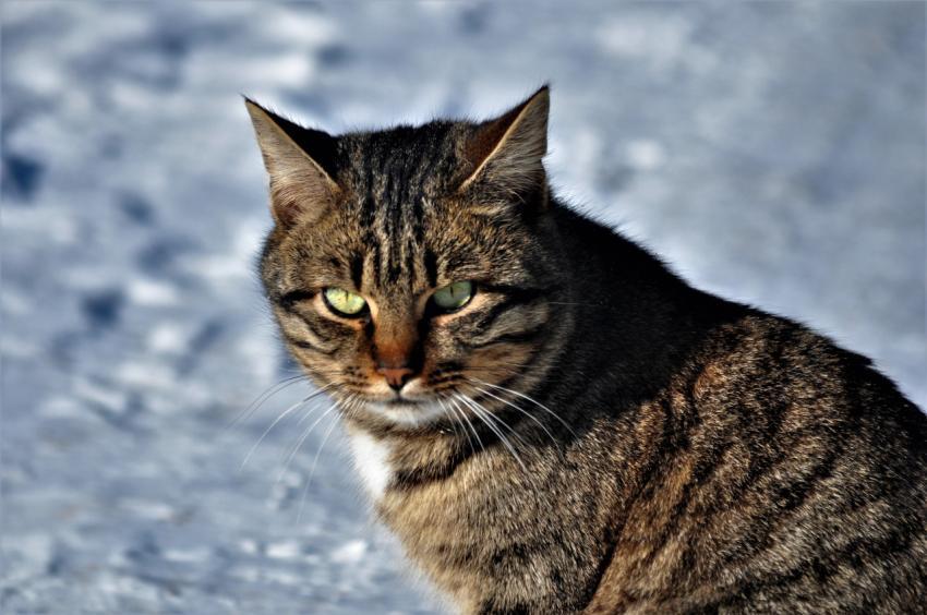 Cat