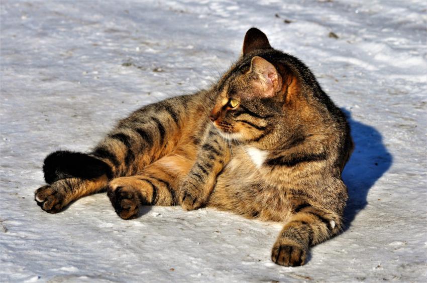 Cat
