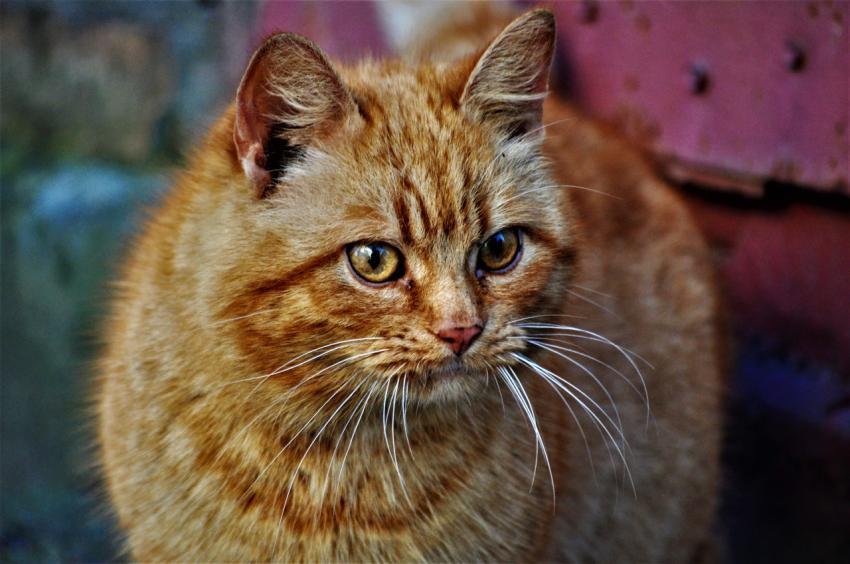 cat