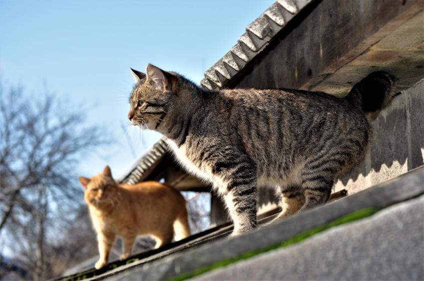 cat
