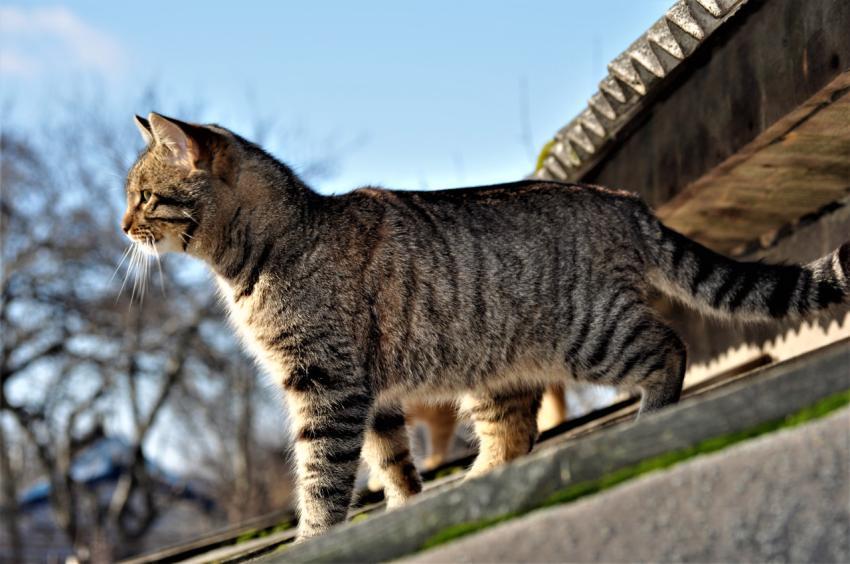 cat