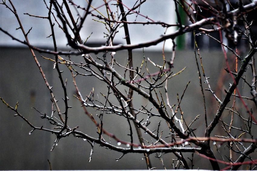 branches