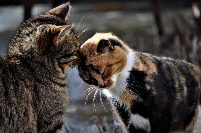 Cats