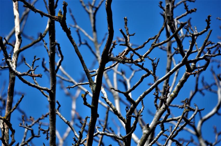 branches, blue sky