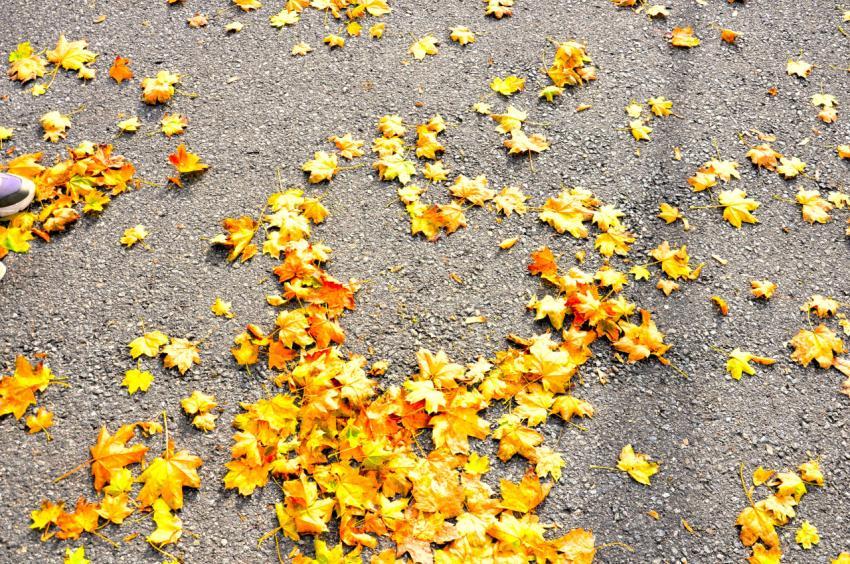 autumn