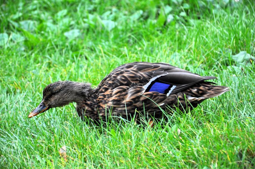 Duck