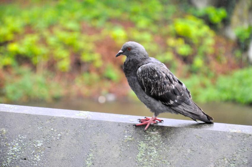 Bird
