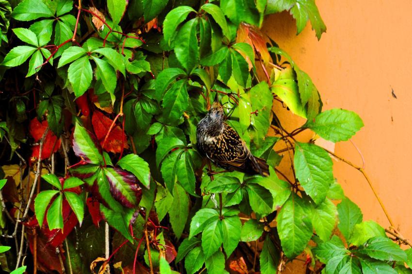 Bird