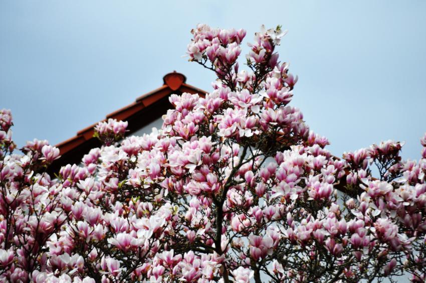 Blossom