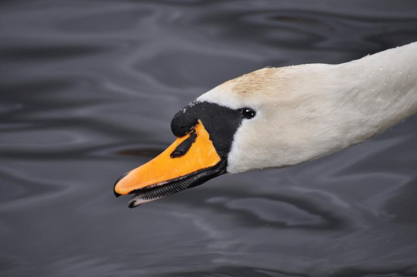 Swan