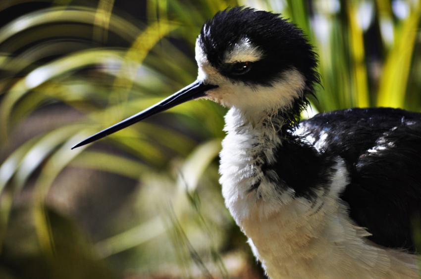 Bird