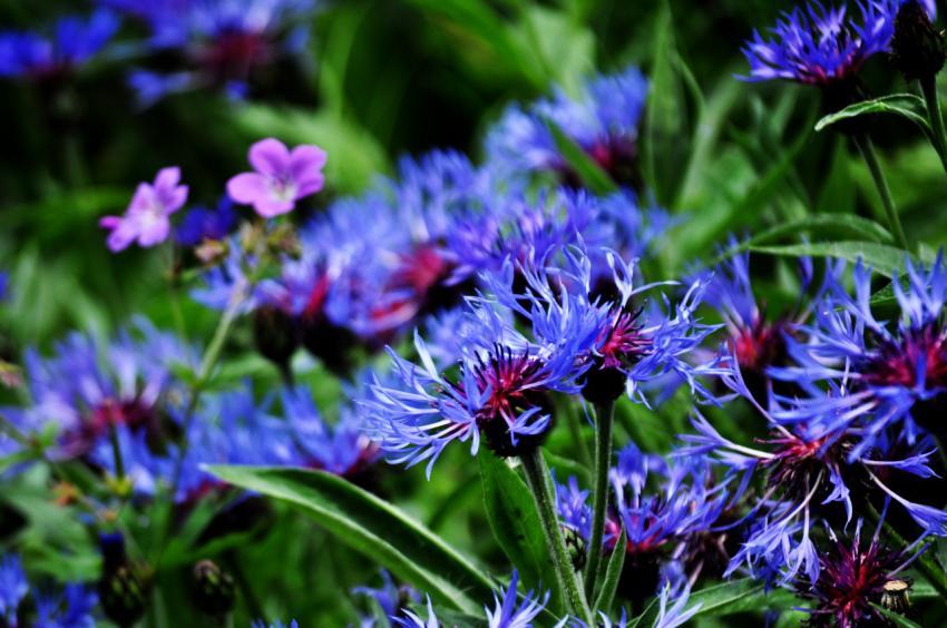 Fliwers